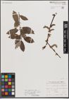 Foto von Salix daphnoides Vill. x Salix nigricans Sm.